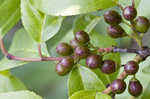 Lanceleaf buckthorn